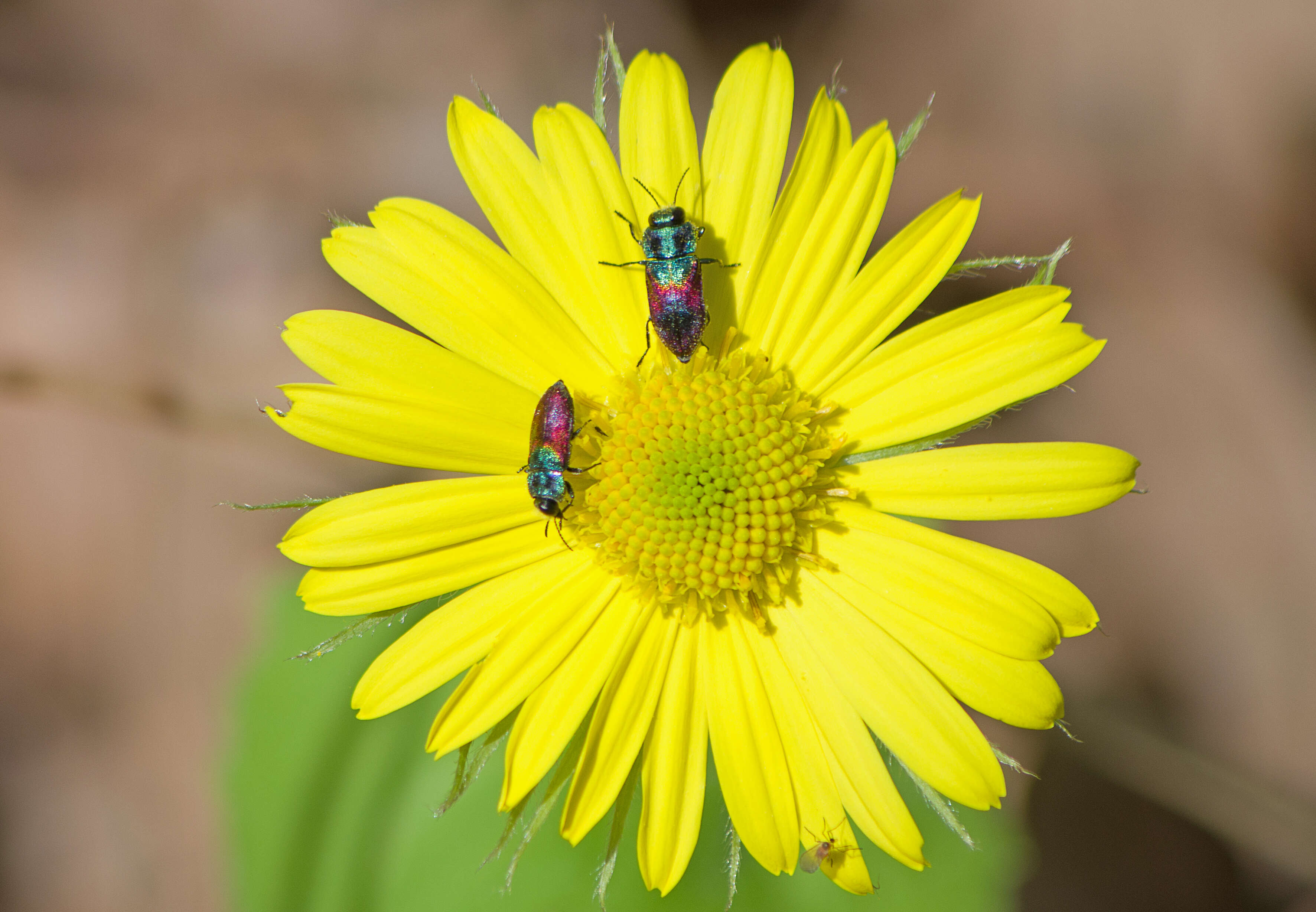 Image of Pasture Splendour Beetle