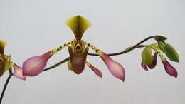 Слика од Paphiopedilum lowii (Lindl.) Stein