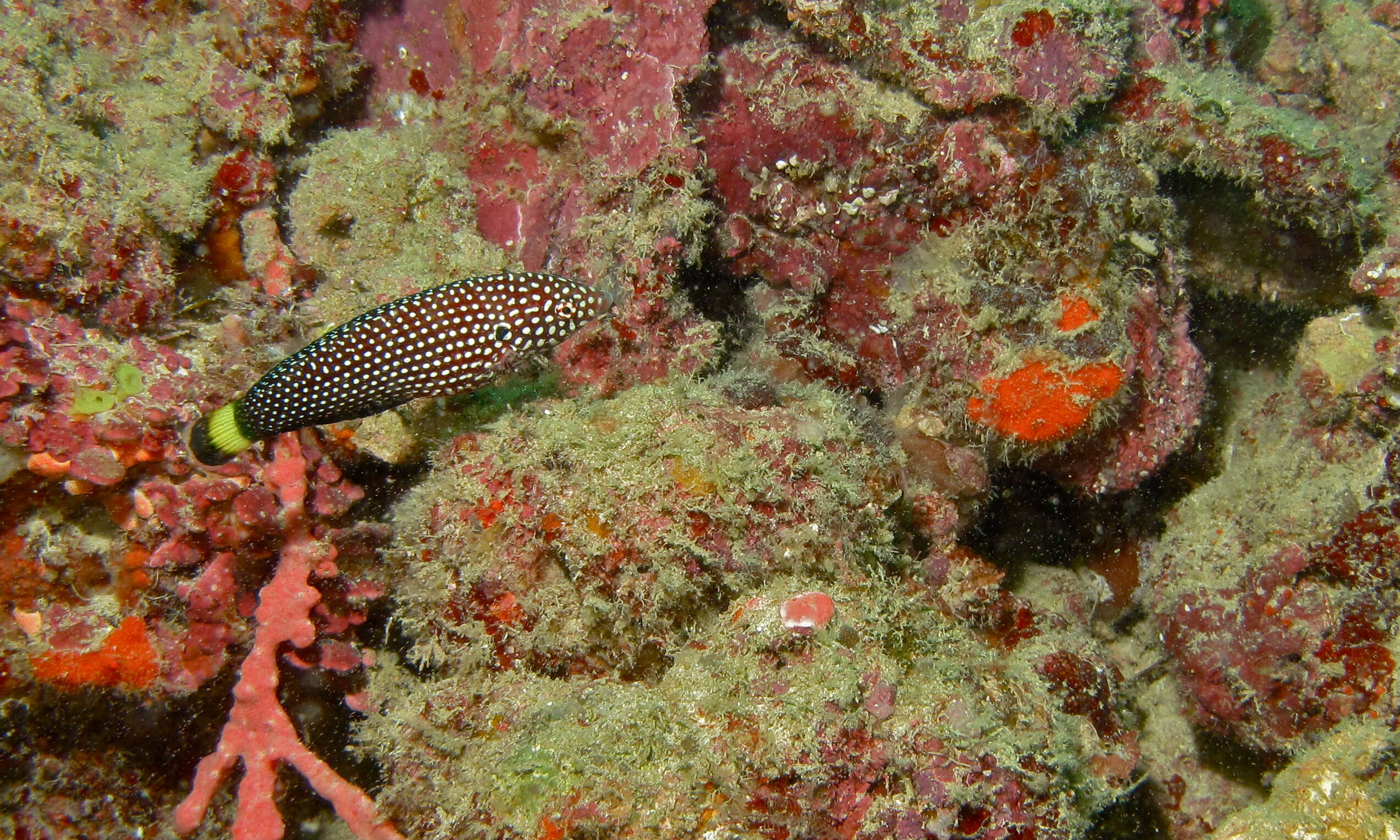 Image of White-spotted wrasse