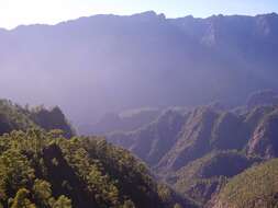 Image of Canary Island pine