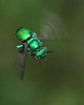 Image of Typical Orchid Bees