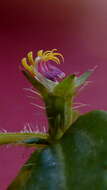 Image of Acisanthera hedyotidea (C. Presl) Triana