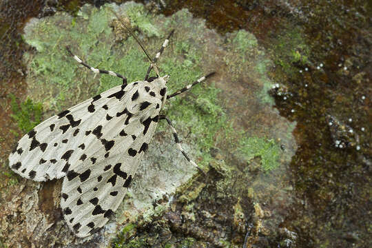 Image of Eucereon punctata Guérin-Meneville 1844