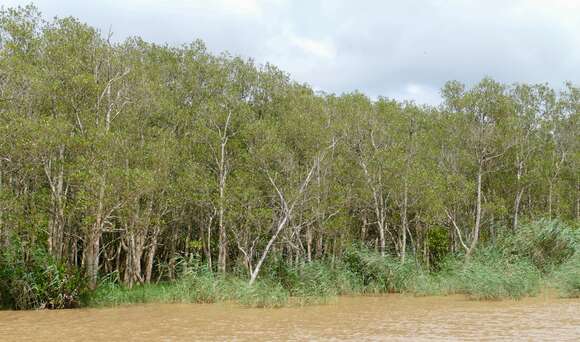 Image of black mangrove