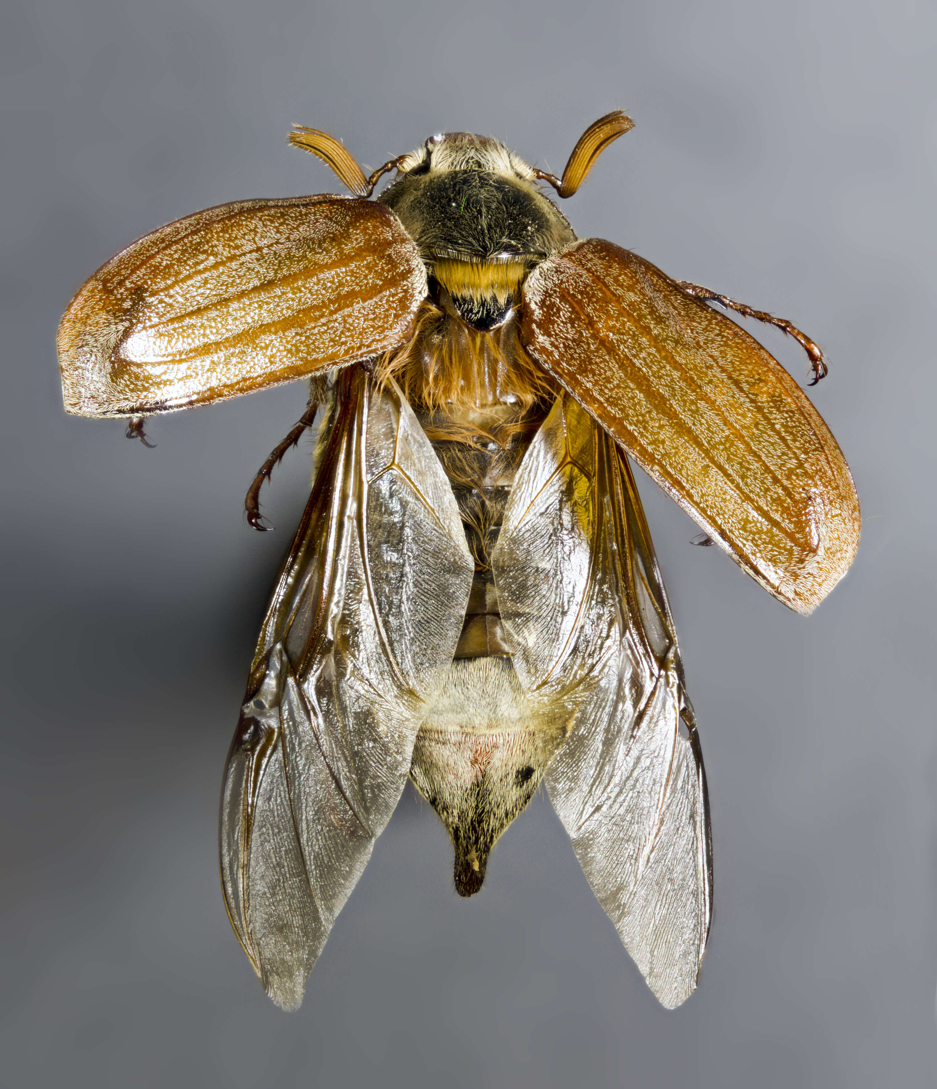 Image of Common cockchafer