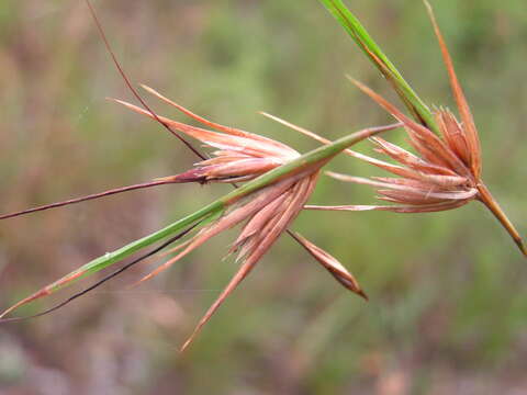 Image of Red grass