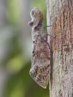 Image of Lantern Fly