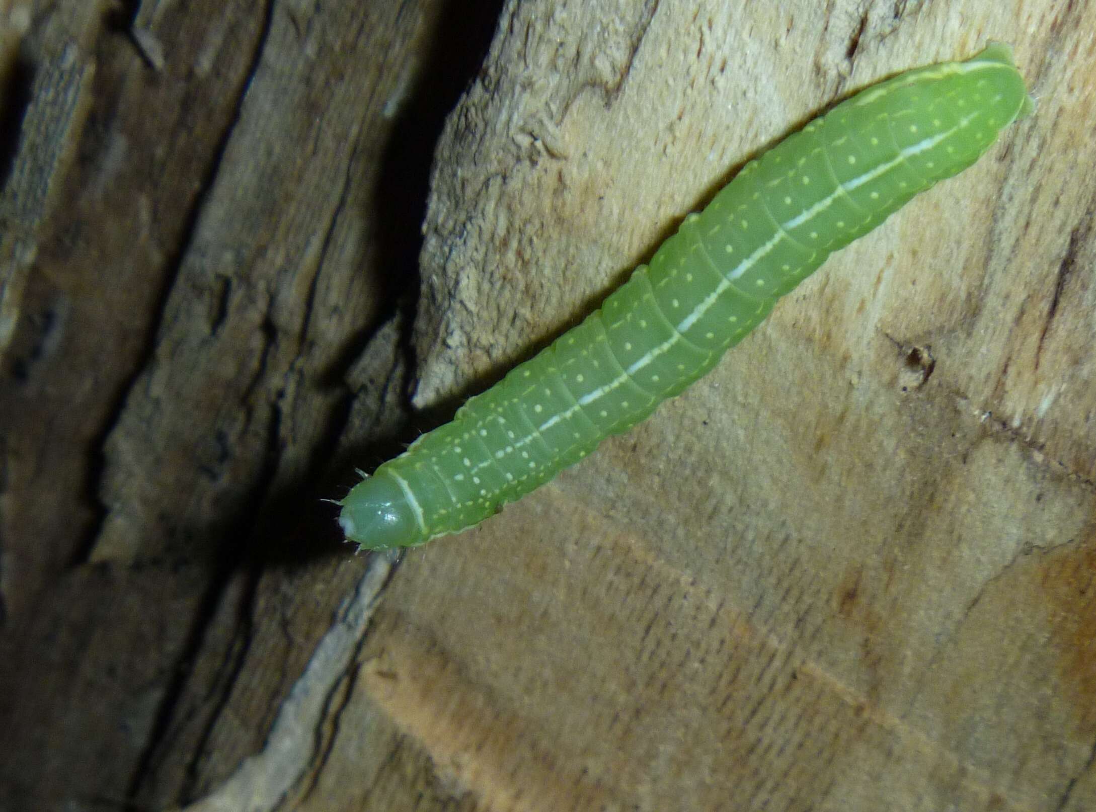 Слика од Amphipyra glabella Morrison 1874