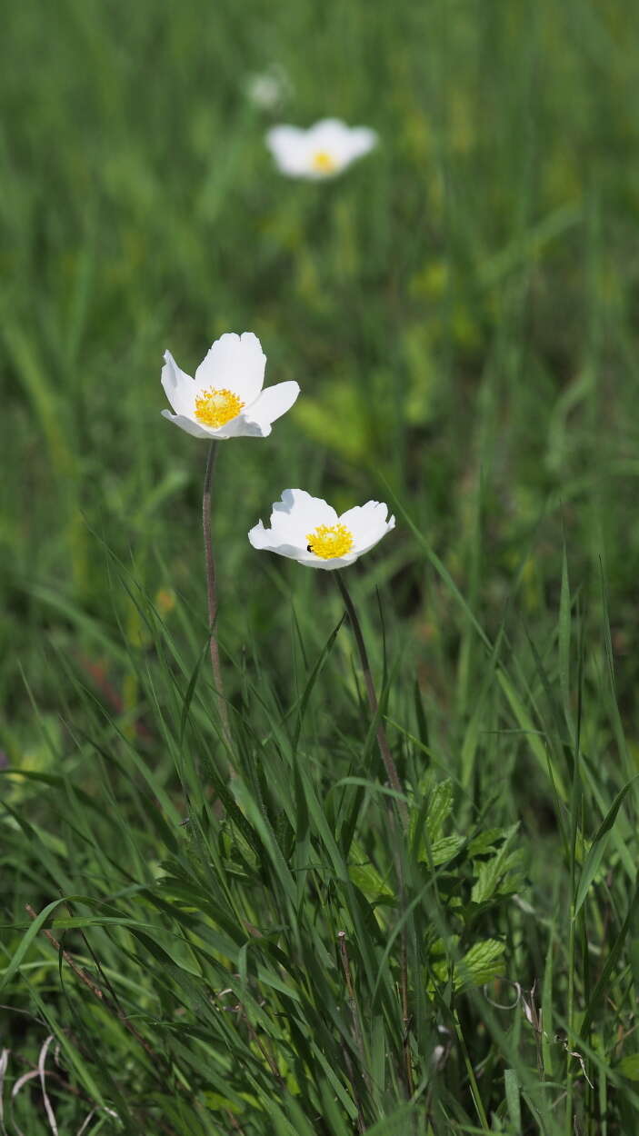 Image of Snowdrop Anemone