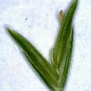 Plancia ëd Festuca subverticillata (Pers.) E. B. Alexeev