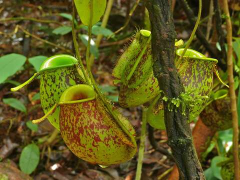 Image of Flask-Shaped Pitcher-Plant