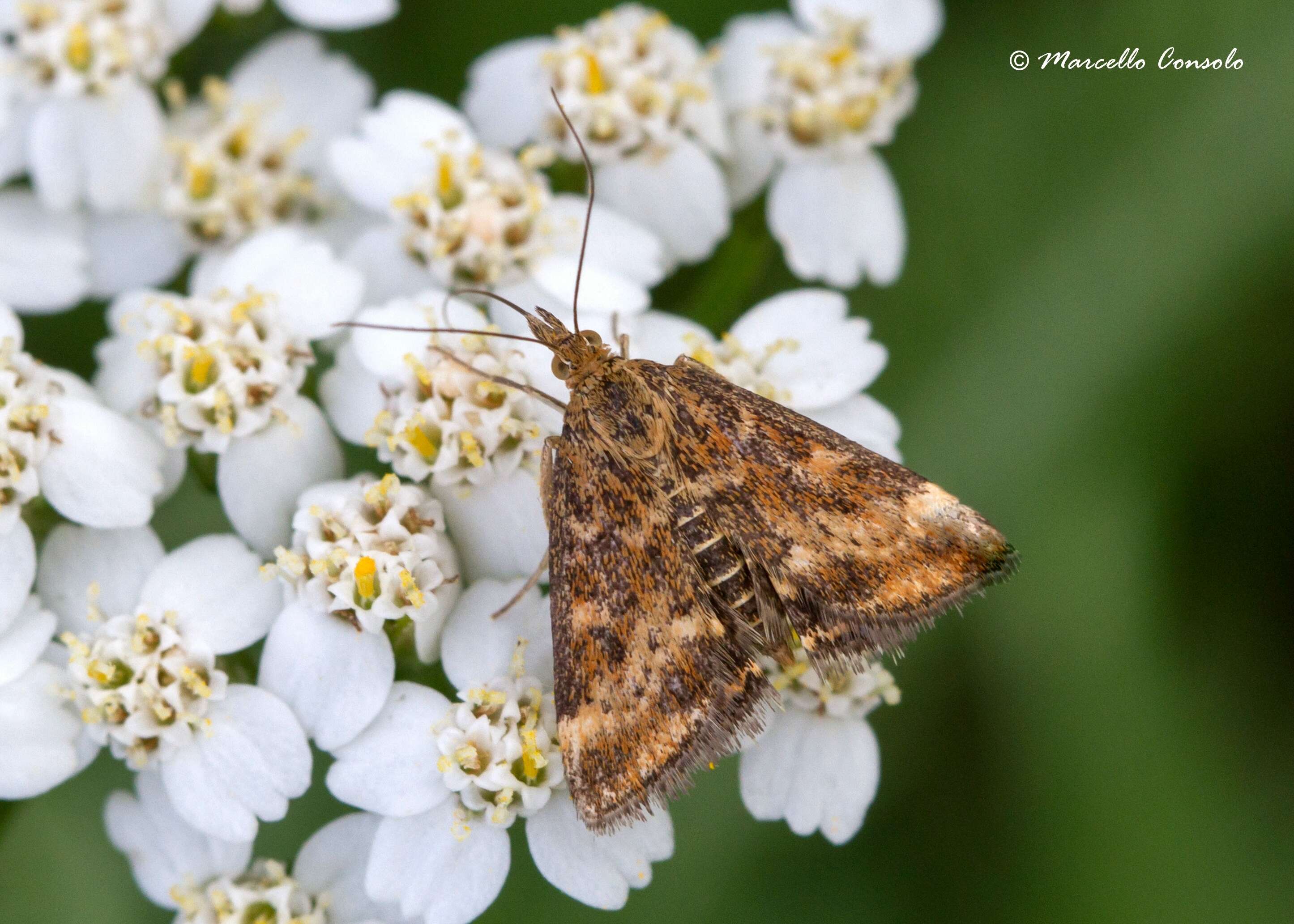 Image de Pyrausta despicata Scopoli 1763