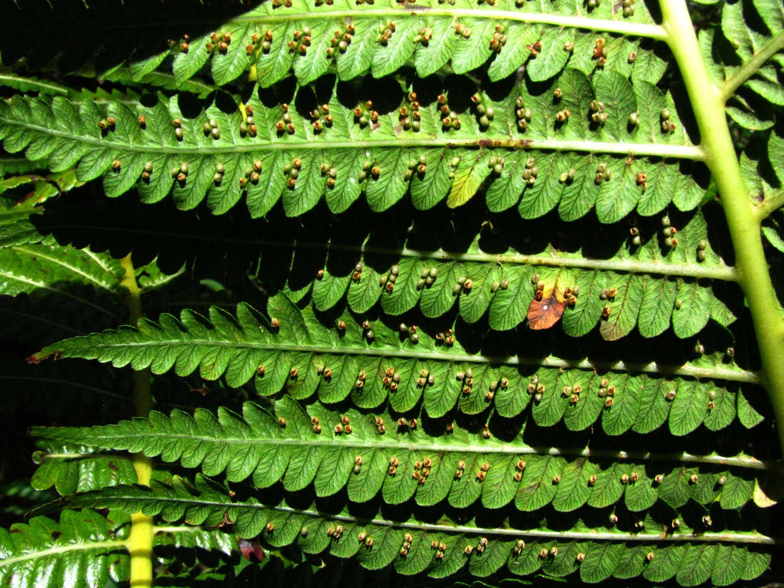 Image of Cibotiaceae