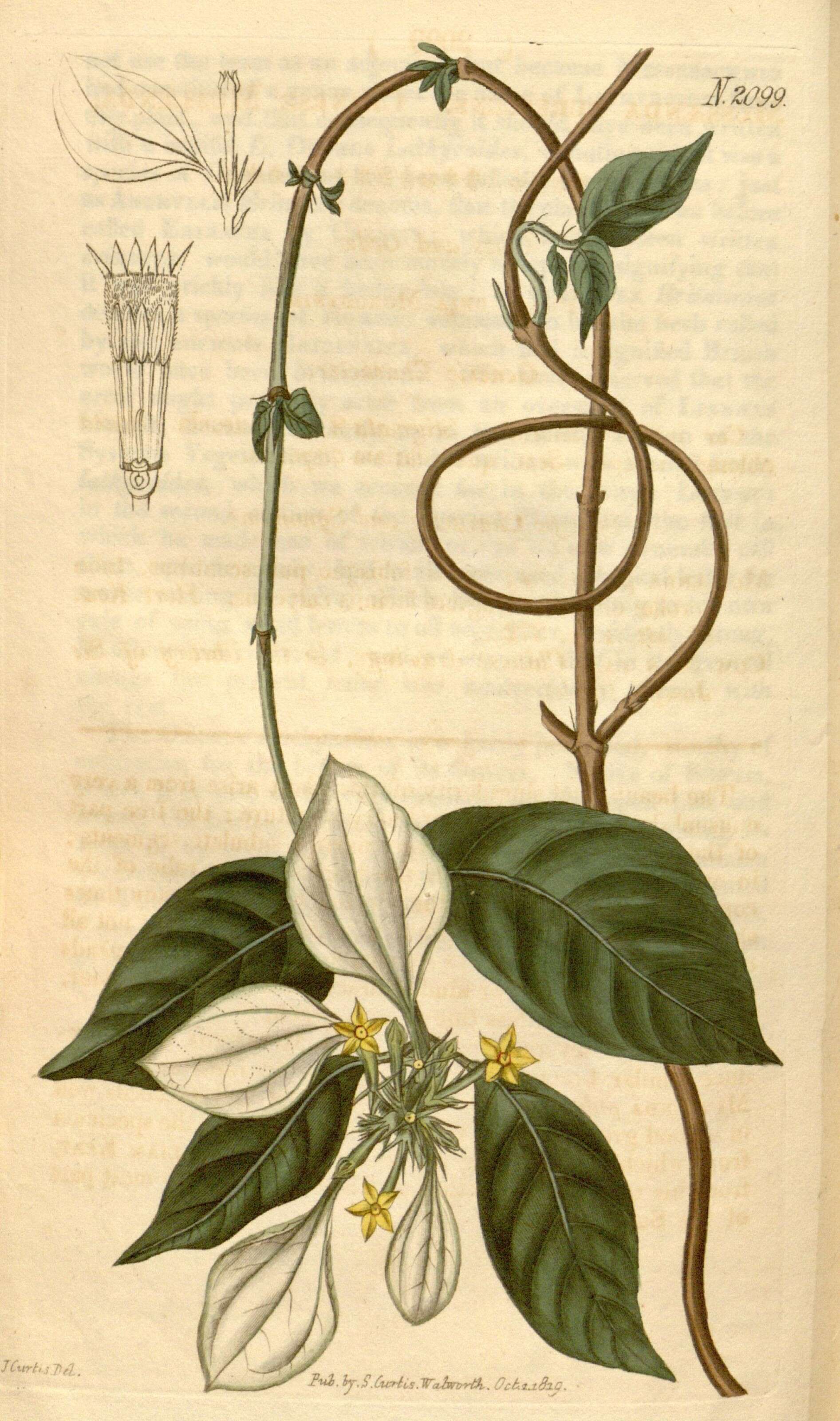 Image of Mussaenda pubescens Dryand.