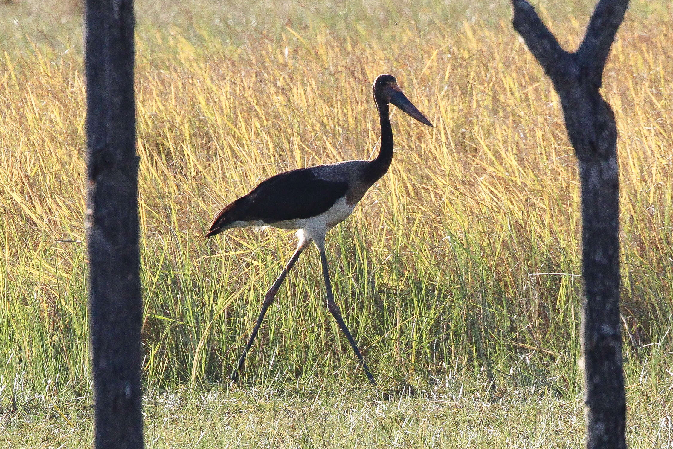 Image of Saddle-billed Stork