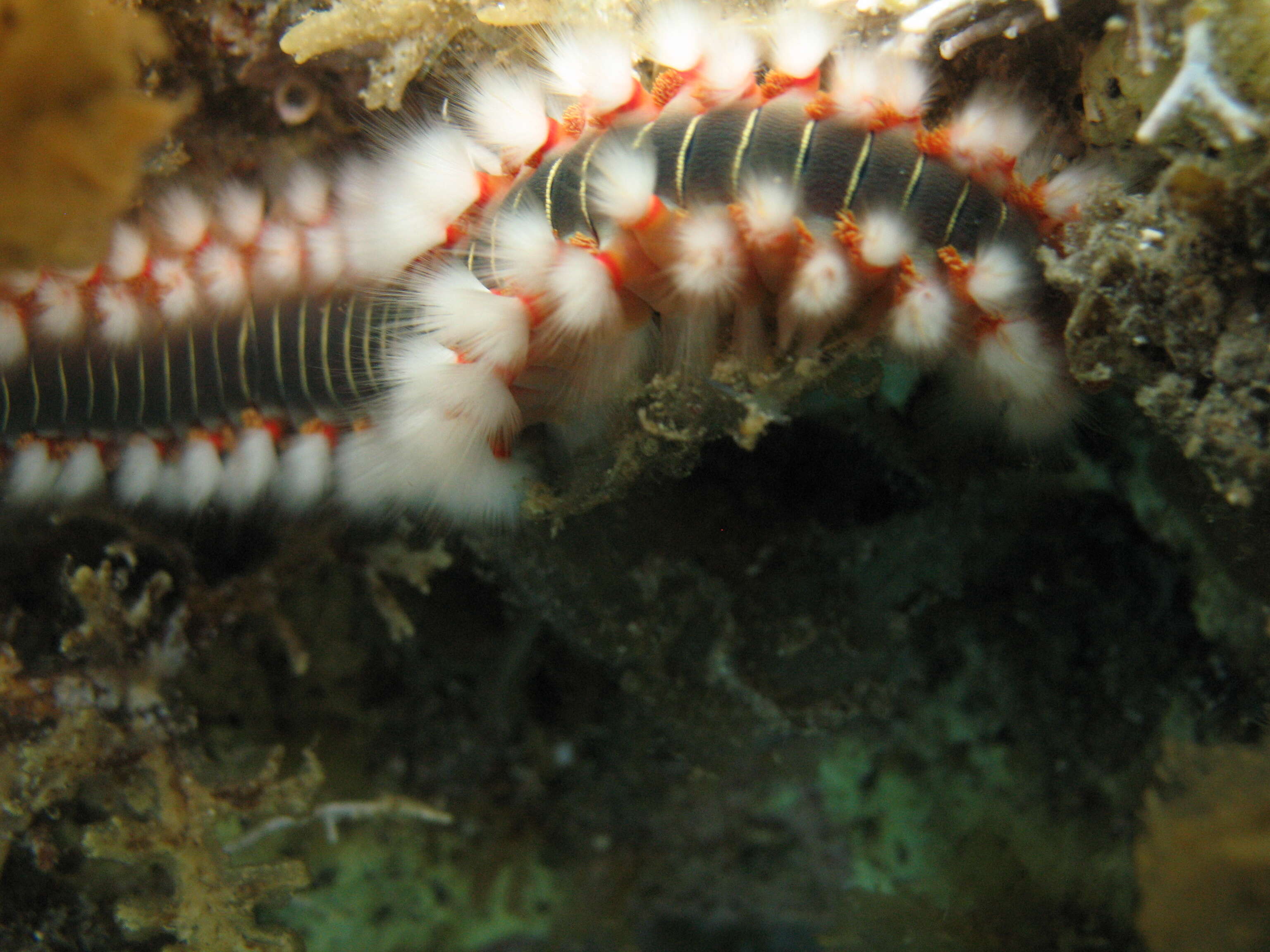 Image of Bearded Fireworm