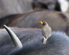 Image of oxpeckers