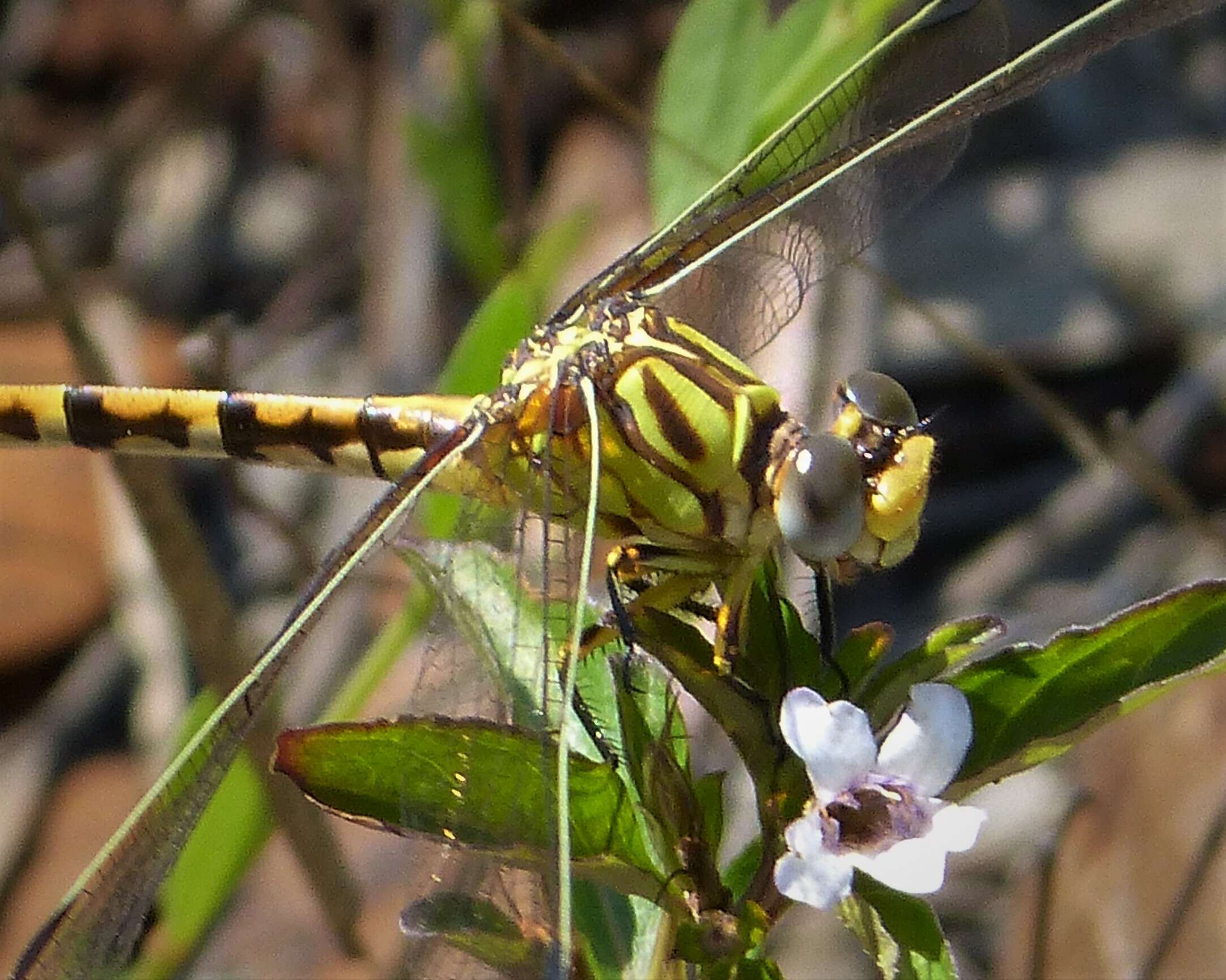 صورة Erpetogomphus designatus Hagen ex Selys 1858