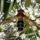 Image of Leucozona glaucia (Linnaeus 1758)