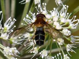 Leucozona glaucia (Linnaeus 1758) resmi