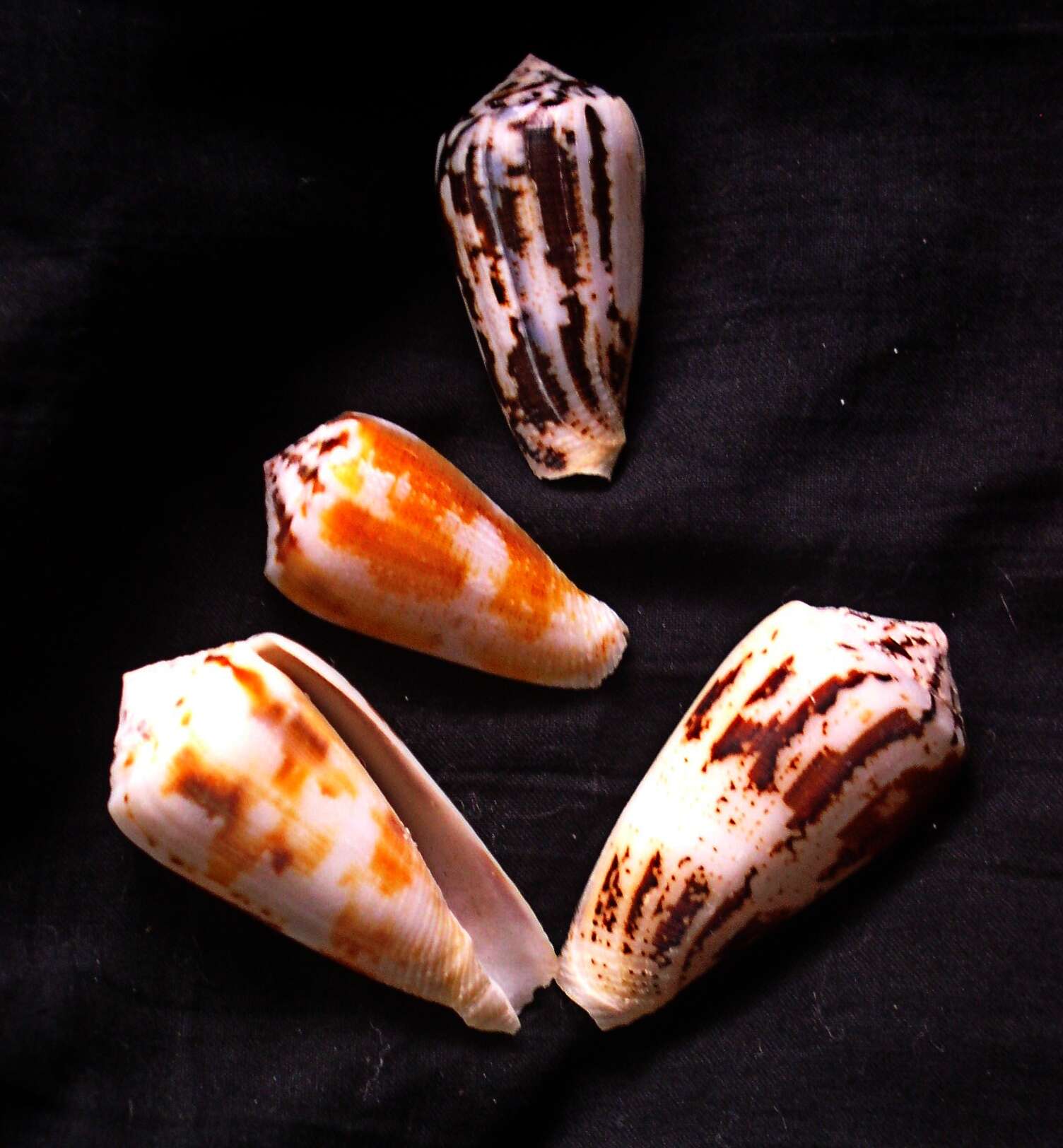 Image of An order of snails