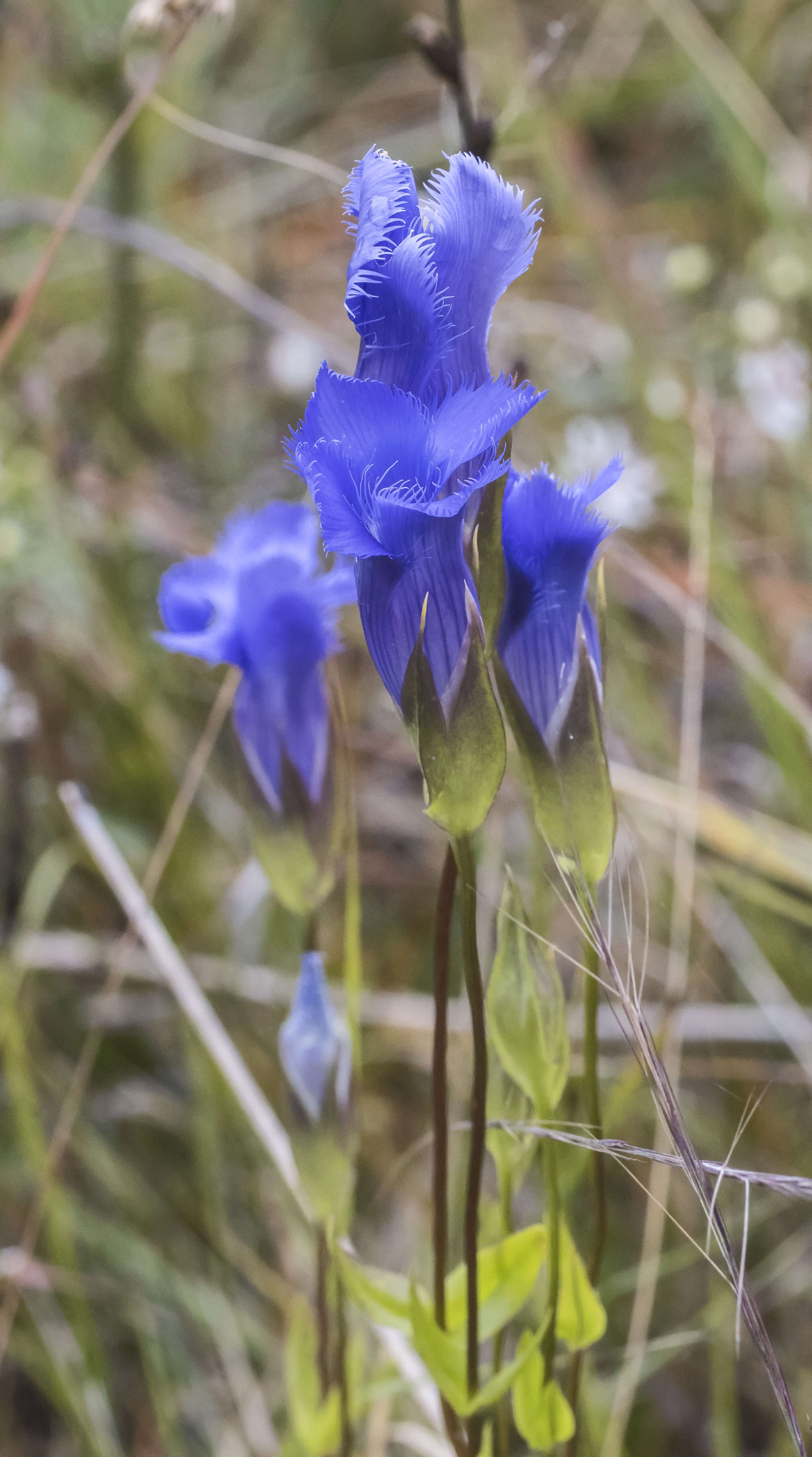 Image of fringed gentian