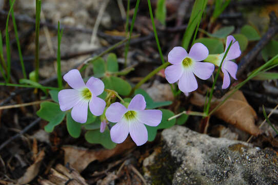 Image of violet woodsorrel