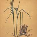 Image de Juncus trifidus L.