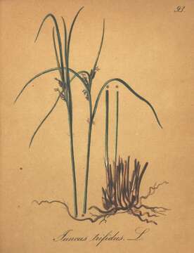 Juncus trifidus L. resmi