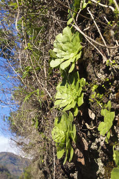 Image of Aeonium glandulosum (Ait.) Webb & Berth.