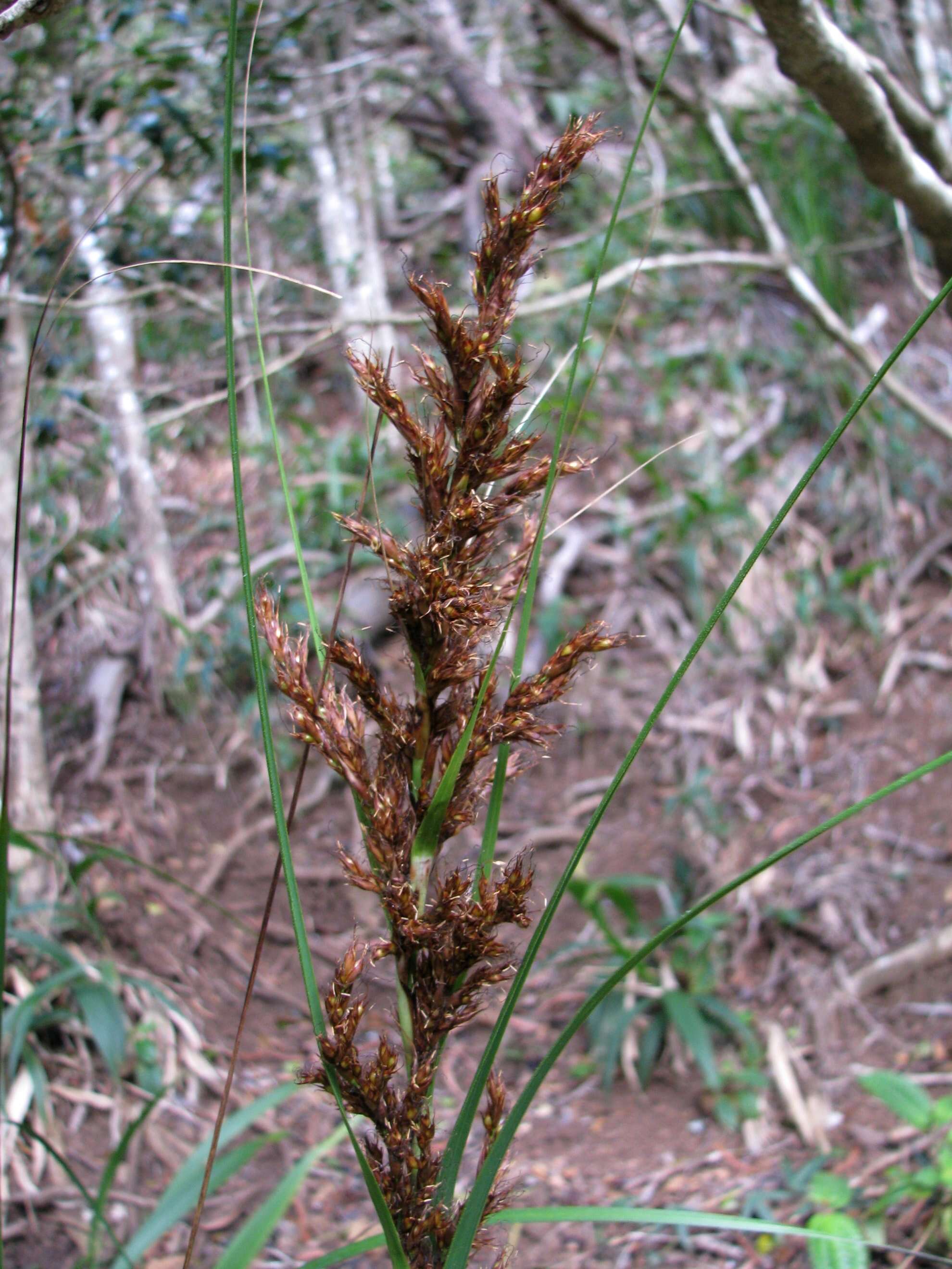 Image of forest sawsedge