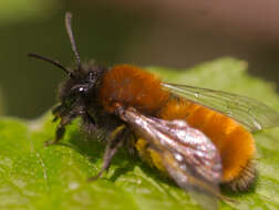 Image of Mining Bees