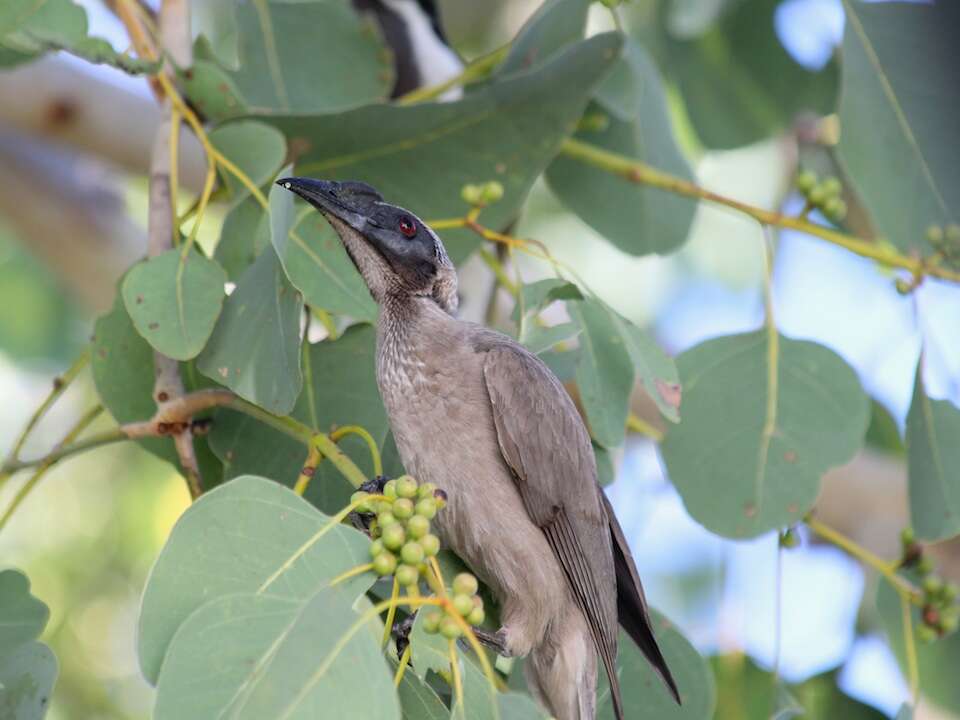 Image of Helmeted Friarbird