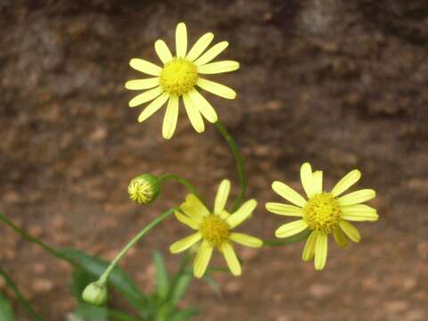 Image of Madagascar ragwort