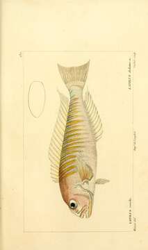 Sivun Branchiostegus doliatus (Cuvier 1830) kuva