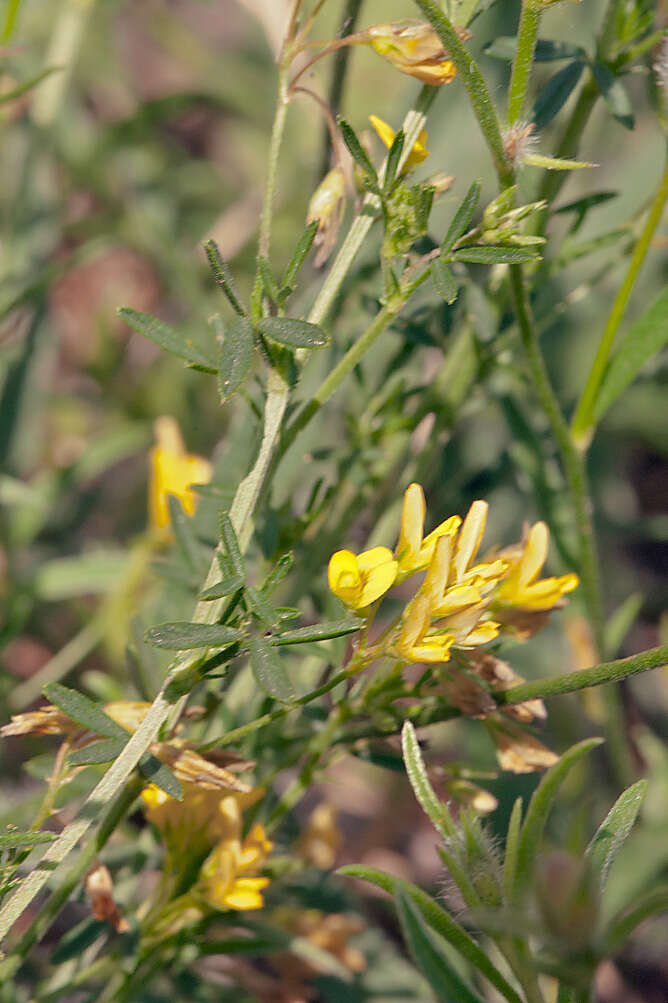 Слика од Medicago prostrata Jacq.