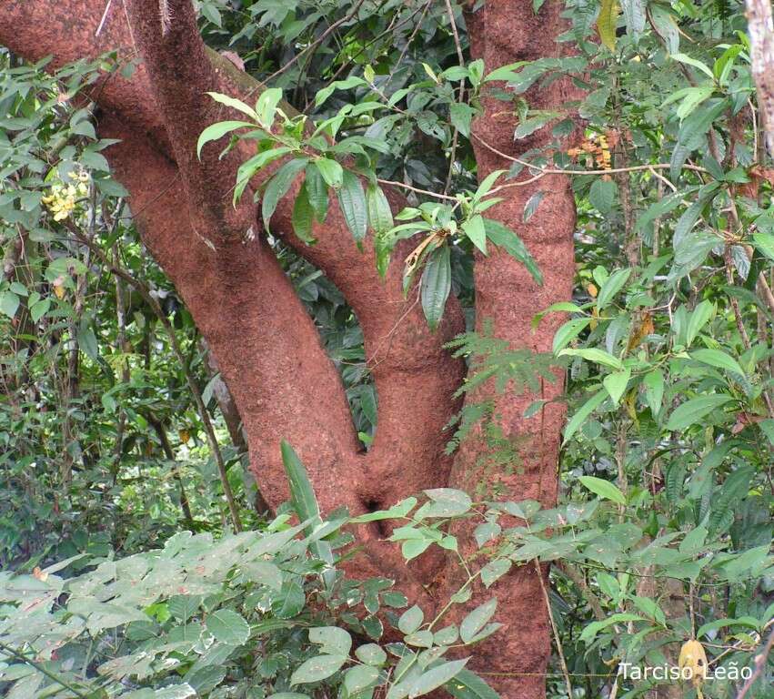 Image of Albizia pedicellaris (Dc.) L. Rico