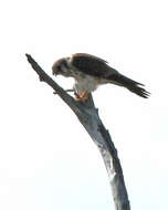 Image of American Kestrel