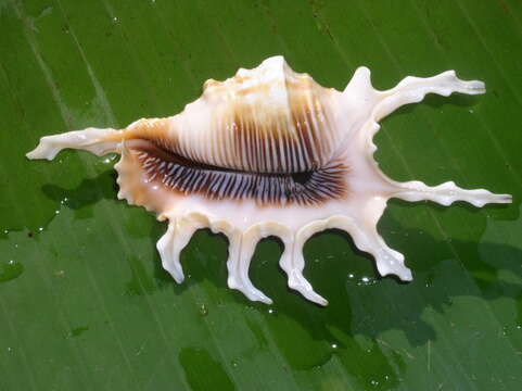 Image of Scorpion Spider Conch