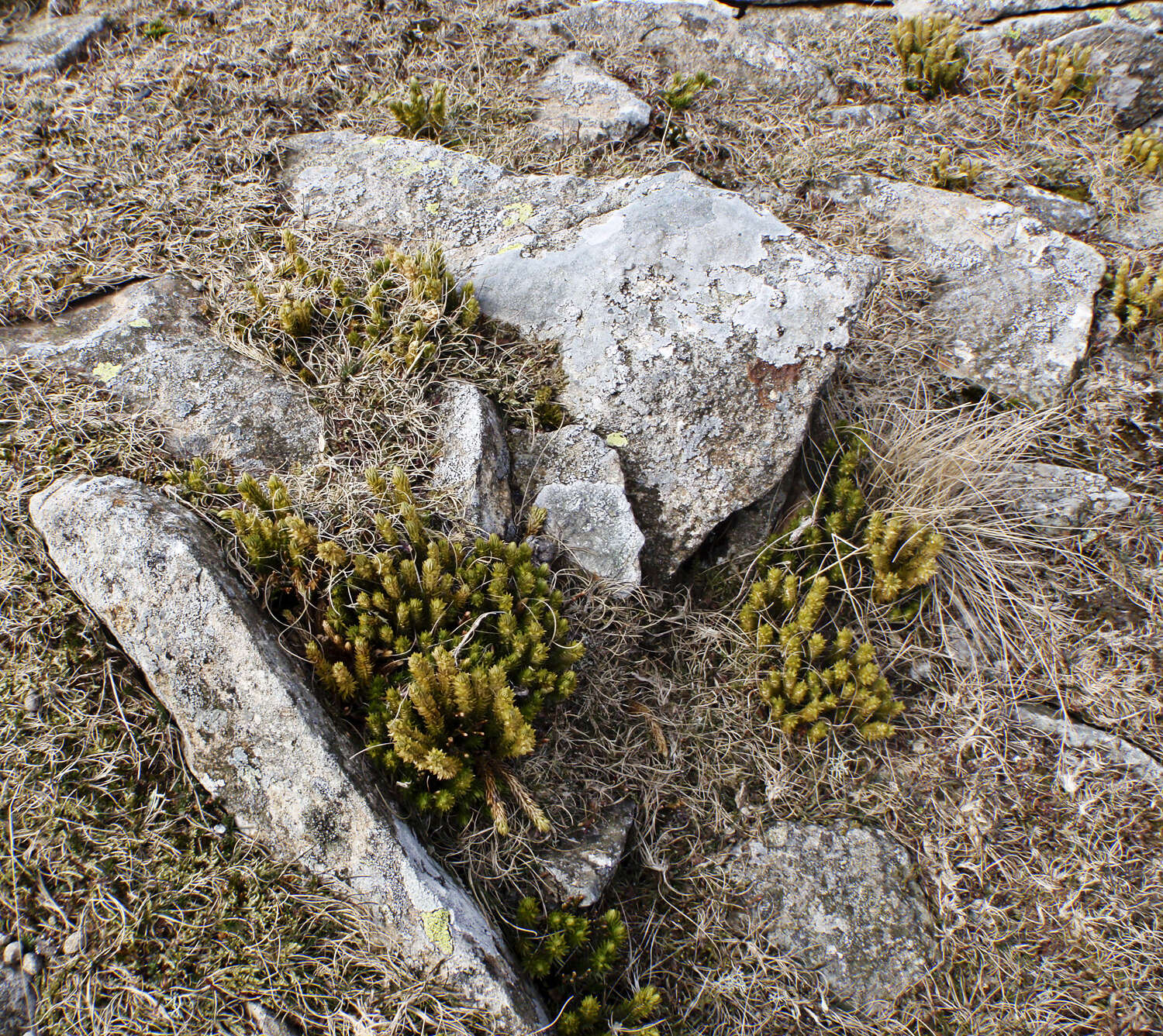 Image of clubmoss