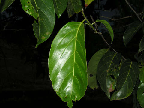 Imagem de Nectandra membranacea (Sw.) Griseb.