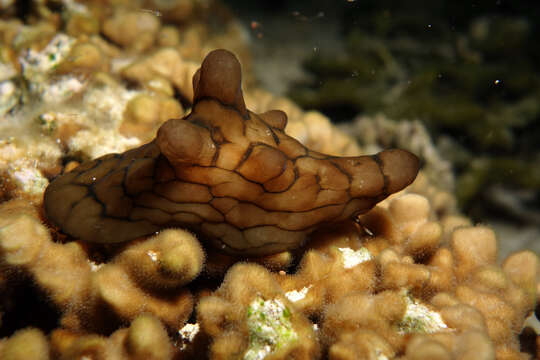 Image of velutinid sea snails