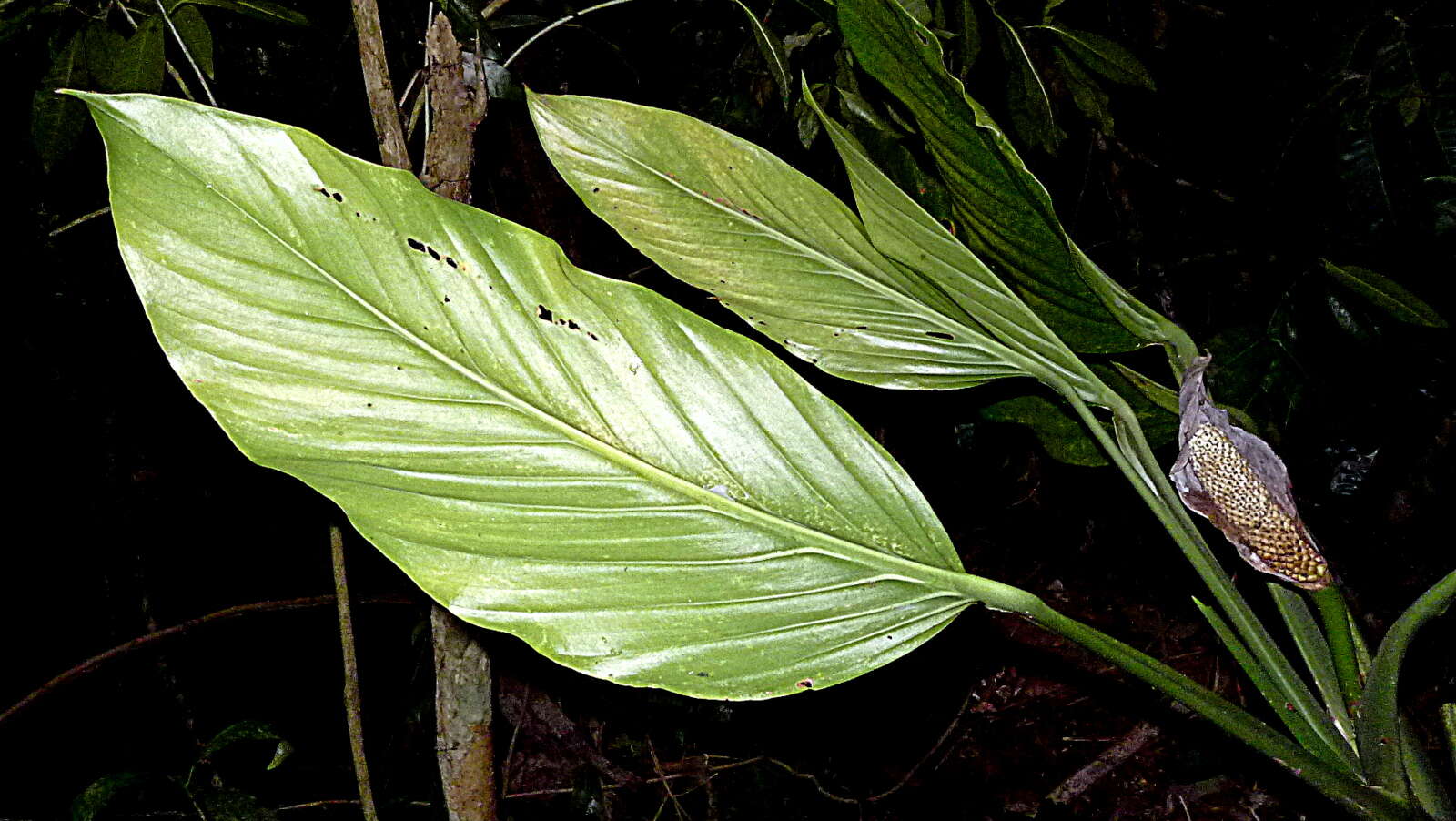 Image of Adanson's monstera