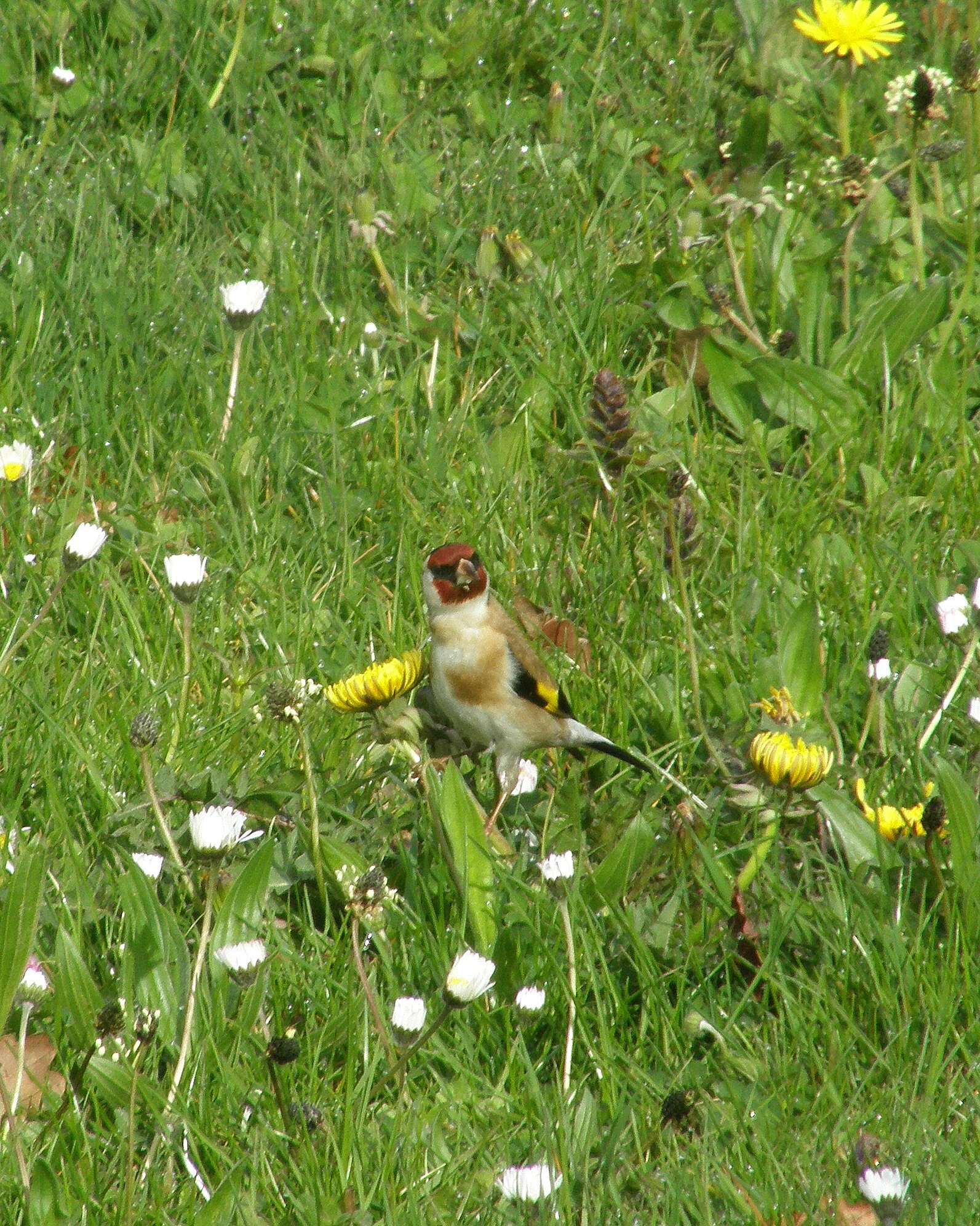 Imagem de Carduelis Brisson 1760