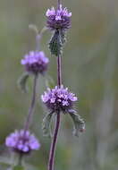 Image of horehound