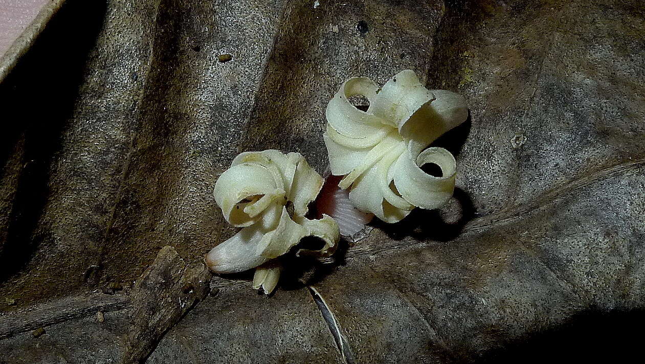 Image of Neoraputia trifoliata (Engl.) Emmerich ex Kallunki