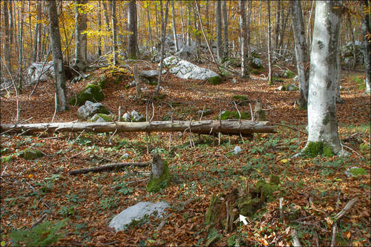 Image of conifer shield