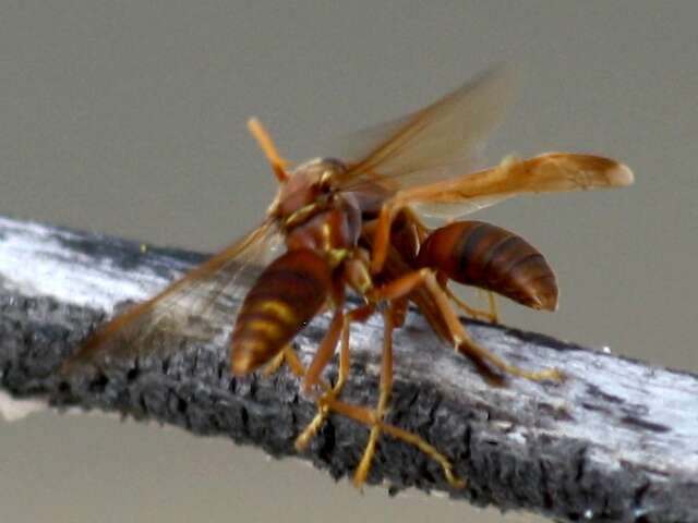 Image of Polistes stigma (Fabricius 1793)