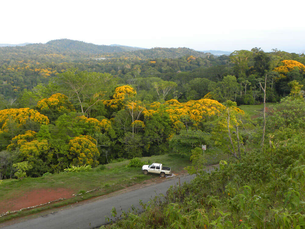 Image of Vochysia