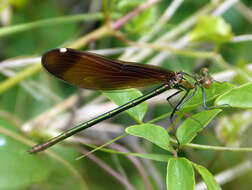 Image of Copper Demoiselle